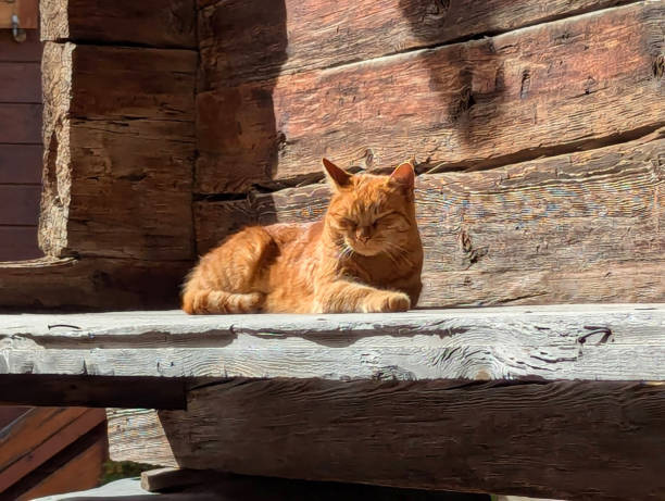 Rustic Barn Wall and Cat in Leukerbad Switzerland