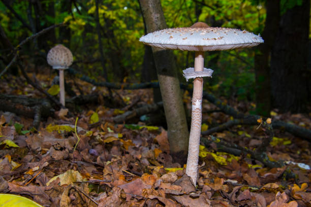 Parasol mushroom, its scientific name is Macrolepiota procera