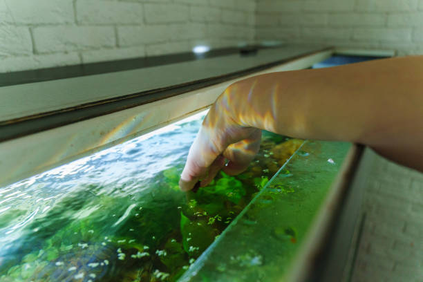 A person gently touches the surface of a vibrant aquarium, exploring the aquatic life beneath the shimmering waters in a serene setting