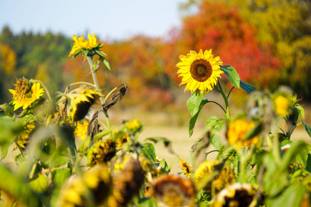 Close up of sunflowers growing on a field