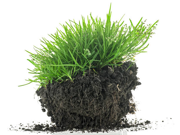 istock Green meadow grass with roots in black soil isolated on a white background. Grass with dirt. 2183130277