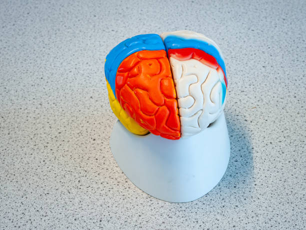 istock Plastic model of the human mind 2183130716
