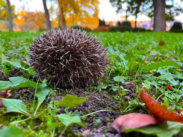 Hedgehog in its natural habitat, photographed at ground level among grass, fallen leaves, and soil. The hedgehog's distinctive spines are clearly visible, creating a rounded, spiky silhouette.