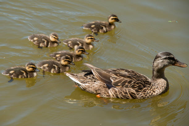 istock Mallard ducklings swimming with their mother 2183134758