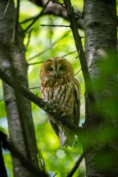 istock Beautiful tawny owl (Strix aluco) 2183134925