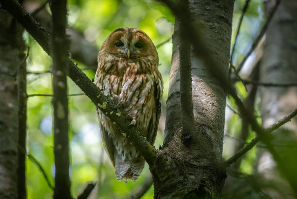 istock Beautiful tawny owl (Strix aluco) 2183134944