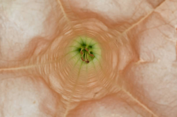 Amazing beauty inside the Angel's trumpet flower that we never notice.