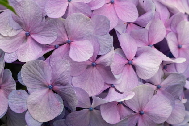 Close up of  pink petals of a hydrangea flower in a park with shallow depth of field.