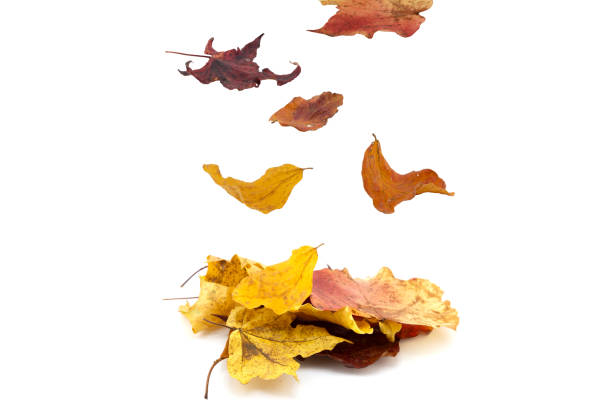 istock Various autumn leaves falling on white isolated background. Autumn wallpaper concept. 2183137759