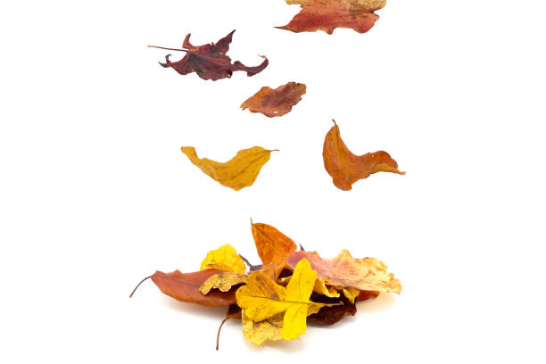 istock Various autumn leaves falling on white isolated background. Autumn wallpaper concept. 2183137760