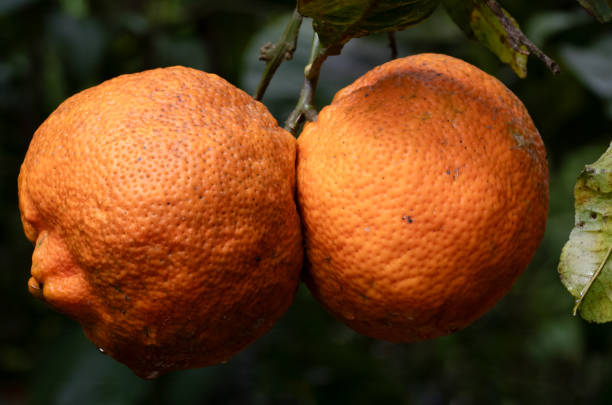 Fresh Citrus photographed in Costa Rica.