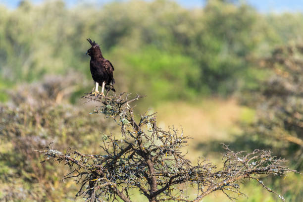 istock Long-crested eagle in Lake Nakuru national park 2183138077