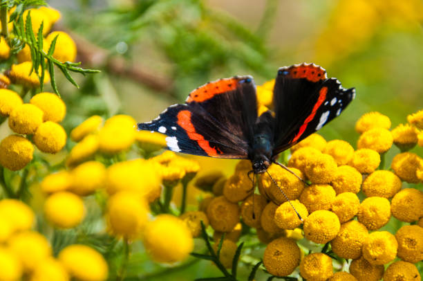 istock Red Admiral on a yellow flower bed 2183138082