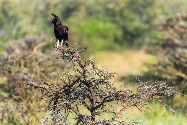 istock Long-crested eagle in Lake Nakuru national park 2183138104