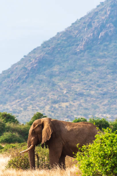 Telephoto of an African Elephant -Loxodonta Africana- walking across the plains of the Samburu National Reserve, Kenya