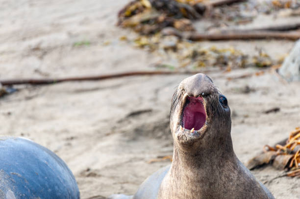 istock At the Elephant Seal Vista Point 2183138179