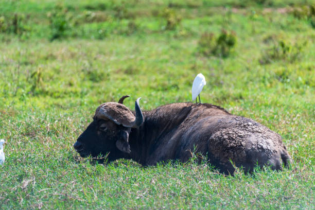 istock Bufalo in Lake Nakuru National Park 2183138192