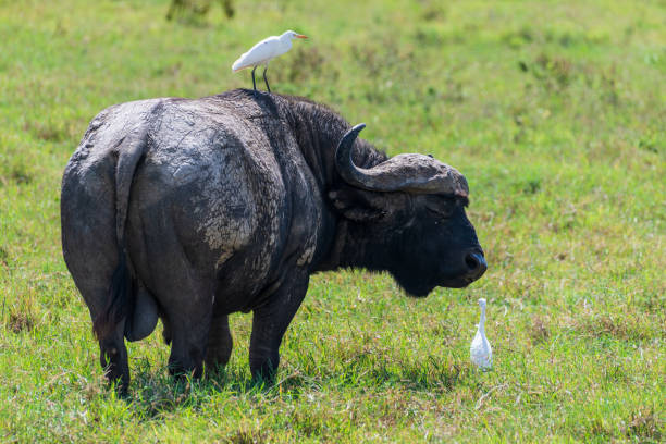istock Buffalos in Lake Nakuru National park 2183138202