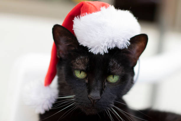 black cat with red and white christmas hat