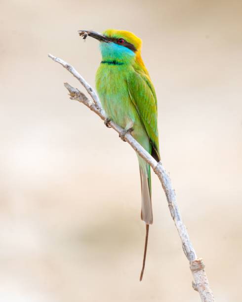 istock Asian green bee-eater bird standing on a branch with a bee in its beak against a blur background 2183138617