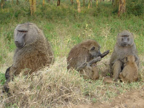 istock Monkeys in the savannah 2183138755