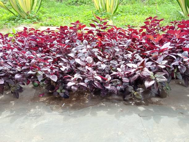 istock Kremah (Alternanthera sessilis) Plants with Green Foliage in a Garden 2183139732