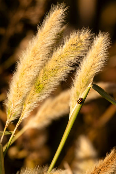A crisp macro shot of a bright red ladybug with black spots perched on a dried brown seed head. The background is softly blurred, creating a gentle, autumnal mood. This nature image highlights tiny insect detail, quiet outdoor beauty, and the serenity of a calm garden or meadow.
