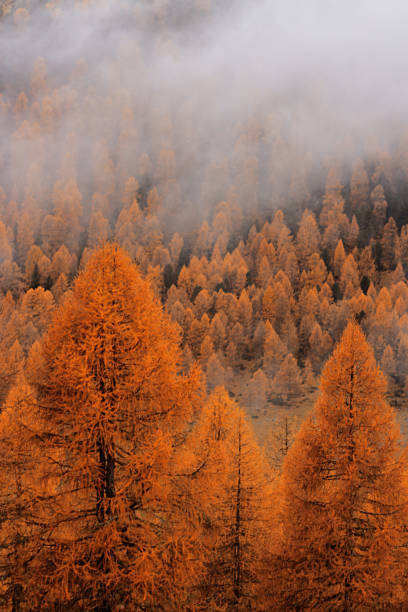 istock autumn in the mountain - italian dolomites 2183142986