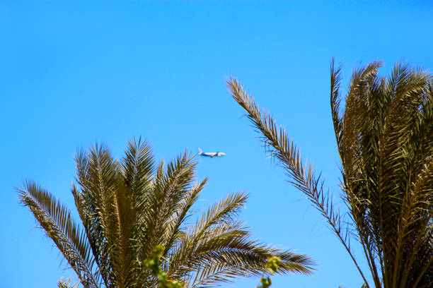 istock Plane flying high in sky. View to plane between branch of palm trees 2183143970