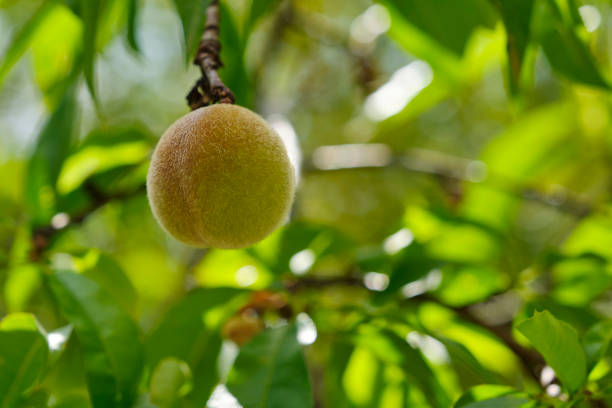 A single fresh unripe hairy peach or prunus persica on a tree branch with leaves in springtime in the Lot region in Southern France. Image with selective focus and copy space