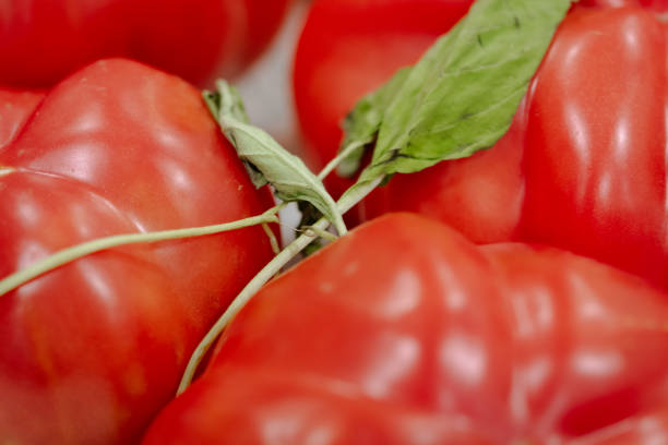 Red tomatoes with smooth bright skin just harvested