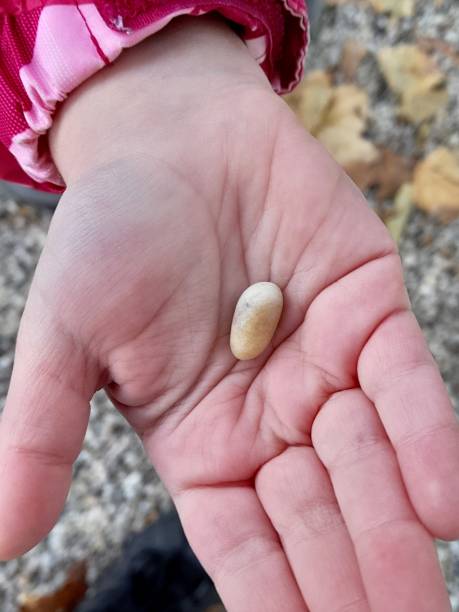 istock A pebble in a child's hand 2183147293