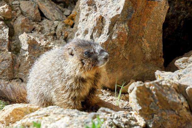 istock Marmot at Rocky Mountain National Park 2183147413
