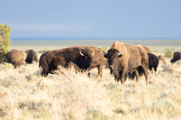 istock American bison buffalo on the prairie. 2183147465