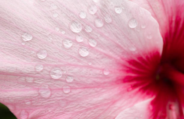 Close-up water drops on pink flower petal, macro