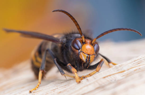 istock Asian hornet from Catalonia - portrait 2183148158