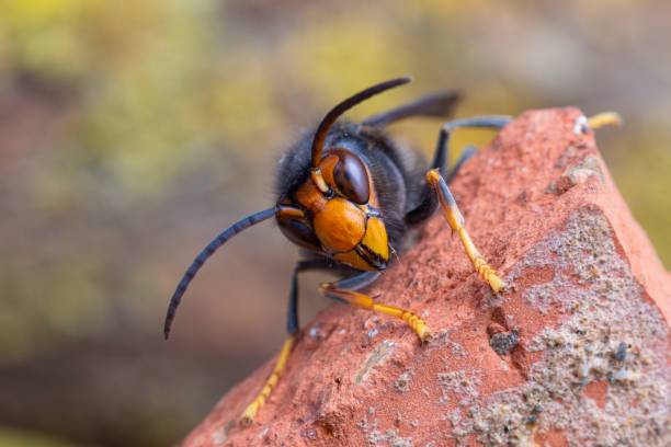 istock Asian hornet from Catalonia - portrait 2183148169