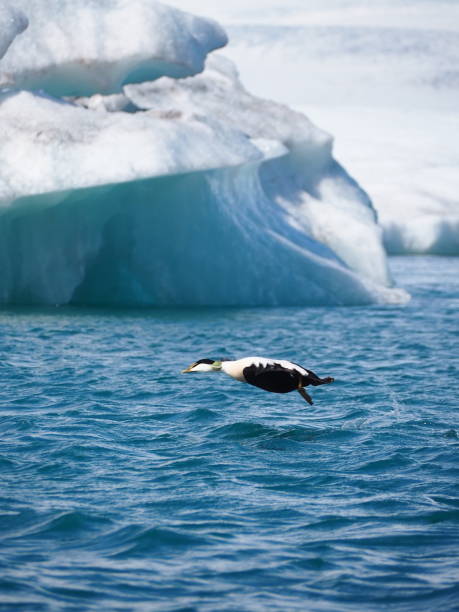 istock A bird in mid-flight skims over icy blue water, with massive icebergs forming a stunning background, reflecting the harsh and magnificent beauty of the polar environment. 2183148231
