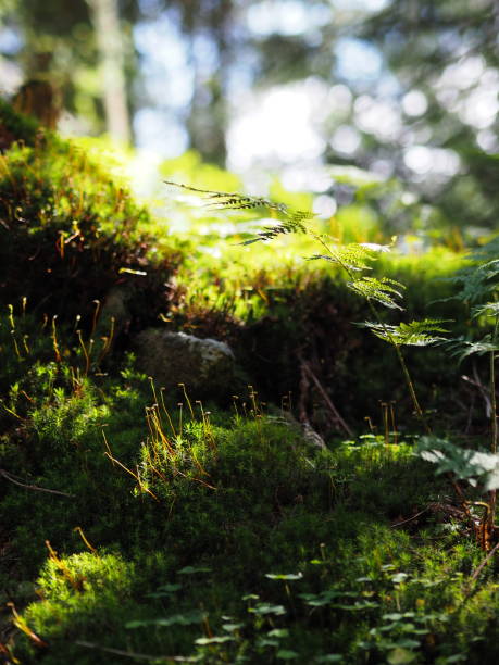istock A lush patch of moss and plants basking in dappled sunlight within a dense forest, evoking a sense of tranquility and connection with nature. 2183149065
