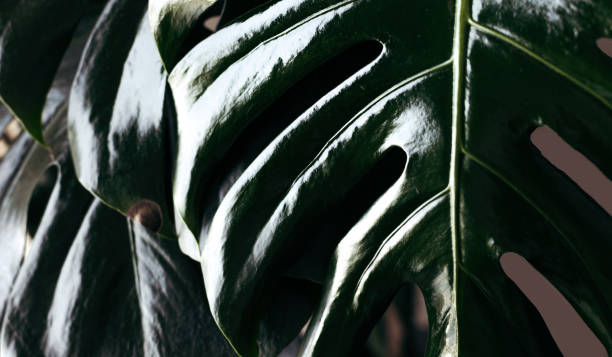 istock Close-Up of a Lush Green Monstera Leaf with Natural Light 2183149559