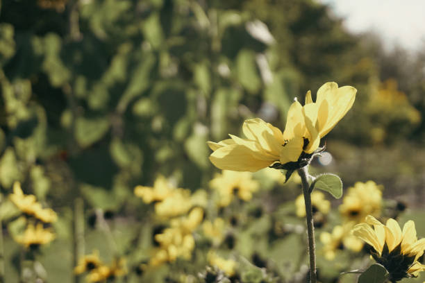Yellow flowers