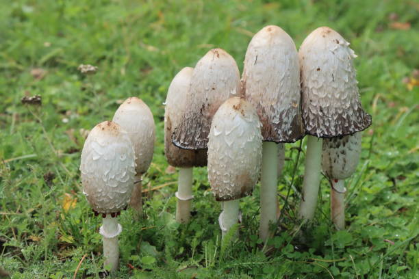Collection of shaggy mane mushrooms
