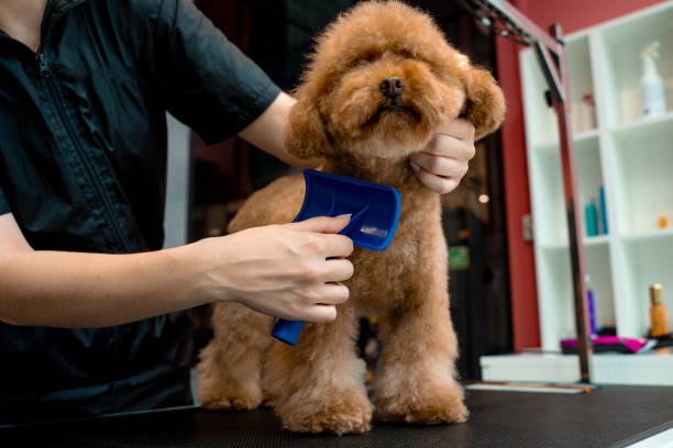 istock Groomer is brushing little maltipoo before trimming its fur. Grooming hack for high quality dog hair style. Using comb to brush pet before clipping. 2183153091