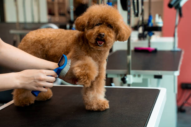 istock Cute maltipoo is standing obediently while groomer is using dog shedding tool to clean puppy for dirt. Combing fluffy pet with professional brush. Grooming workshop. 2183153259