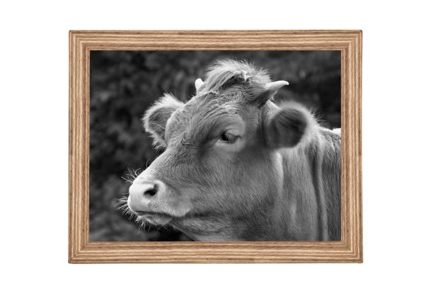 cow head close up in wooden frame