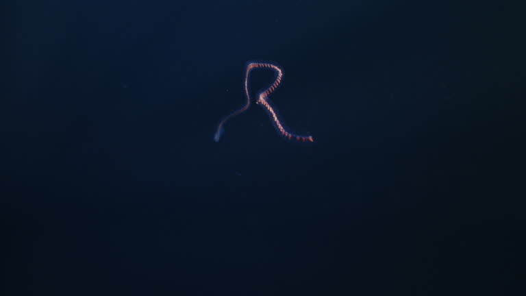 Colonial Pyrosoma Tunicates free-floating of blue water in sunrays. Pyrosomes, colony hundreds to thousands individuals called zooids, cloned from one egg and bound together. Amazing underwater life
