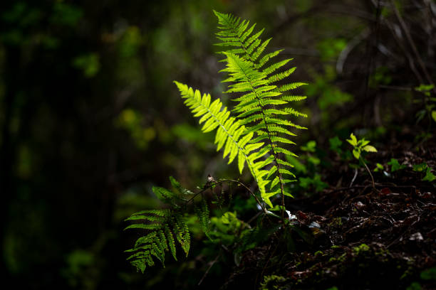 Fern in the forest ambient Light through the trees. Selective focus with shallow depth of field.