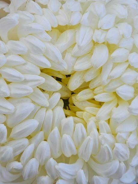 White cosmos flower on a blurred green background in autumn