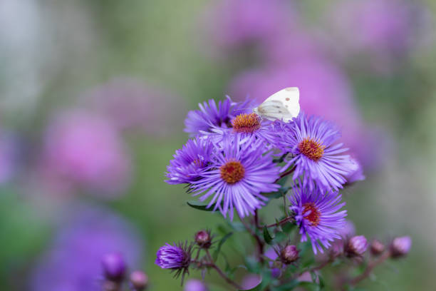 Aster flower with a butterfly on it. Selective focus with shallow depth of field.