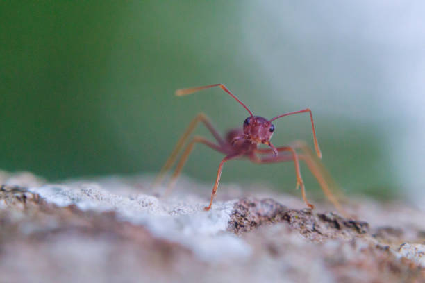 Oecophylla Kerengga - Rangrang Insecta - Stock photo